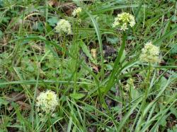 Meadow death-camus flowers